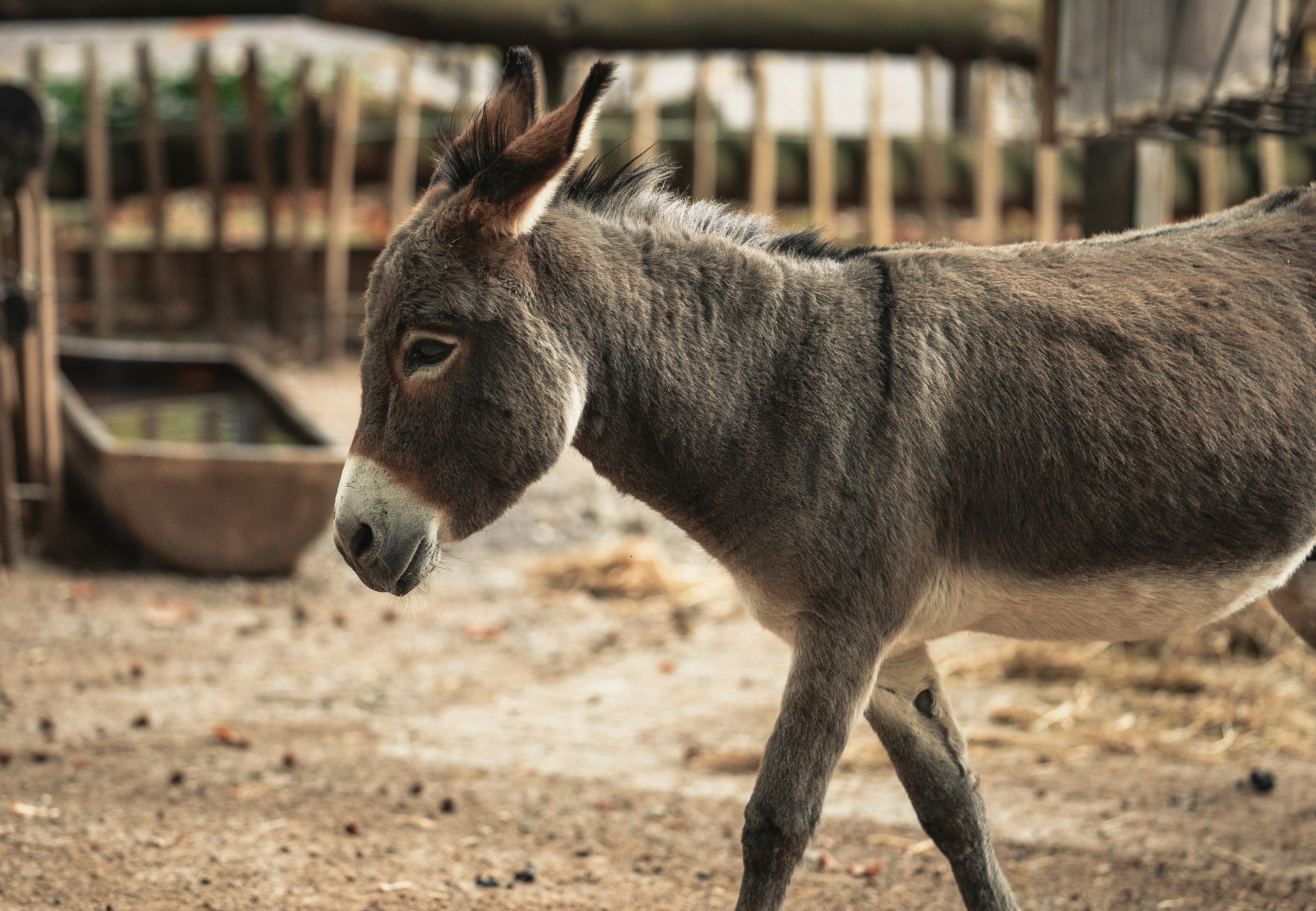 gray and white animal on brown soil during daytime